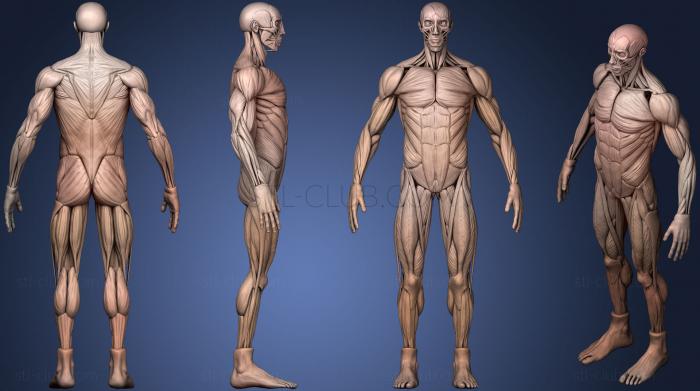 3D модель Ecorche для человеческого тела (STL)